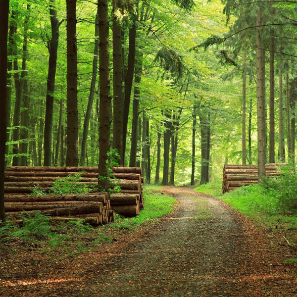 Forestry landscape representing sustainable forest management.